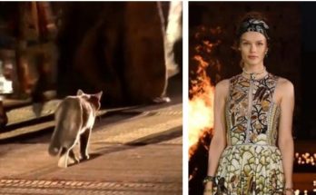 Cica is vonult a kifutón Dior legutóbbi bemutatóján - ujdonsagok -